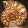 Fossilien-Ammoniten